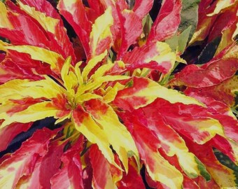 Amaranthus - Perfecta (Amaranthus cruentus) Zierrot Garten & Schnittblume 500+ Samen