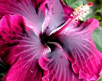 Madagascar Hibiscus Moscheutos – Red Purple Rose of Sharon Flower Garden Seeds