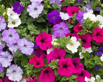Zwerg Petunia Mix Jährliche Blume Bunte Garten Beetpflanzen 2000+ Samen