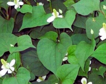 Fischminze (Houttuynia Cordaten) - Chamäleon-Pflanze für den Garten, Zierkraut-Bodendecker 300+ Samen