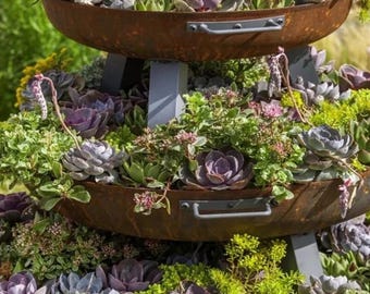 Mixed Cactus Samen Sukkulenten Mix Variety Pack Seltene Wüstenpflanzen Garten 25+ Samen