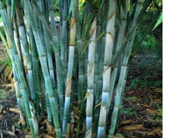 Blauer Bambus - Wachsende Sichtschutzpflanze für Garten-Landschaftsgestaltung 50 Samen