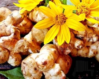 Topinambur (Sunchoke / Sonnenwurz) Helianthus Tuberosus Gelbe Blume essbare Staude 20 Samen