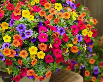 Mixed Petunia Regenbogenfarben Grandiflora Blumen Garten- und Kübelpflanzen 500+ Samen