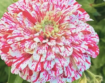 Pfefferminz Stick Zinnia | elegans Mischfarbe Blumensamen für Garten- & Schnittblumen 50+ Samen