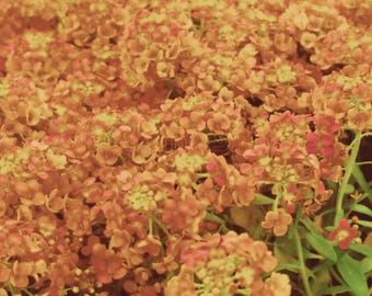Orange Alyssum süßer Teppich Blume |  Wachsende Bodendecker Bestäuber Blume (25) Samen
