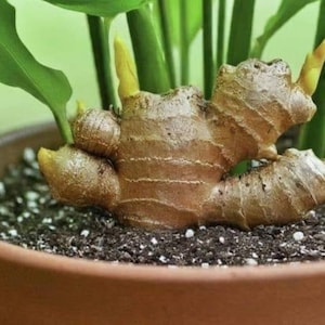 May include: A close-up of a ginger rhizome planted in a terracotta pot. The ginger is brown with visible ridges and has several yellow shoots emerging. Green leaves and stems are visible in the background, with dark soil and white specks.