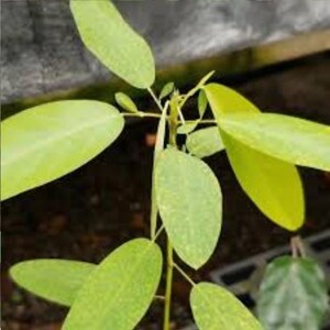 Dancing Telegraph Plant - Etsy
