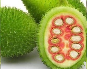 Kantola Spiny Gourd Seeds Rare Tropical Gourd