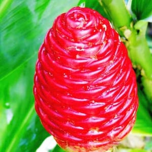 May include: A close-up of a vibrant red ginger flower, showcasing its spiral structure. The flower is surrounded by lush green leaves, creating a striking contrast. The image highlights the natural beauty of the plant.