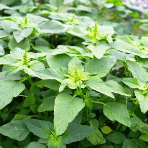 May include: A close-up shot of a green plant with large, textured leaves and small, light green flower clusters. The leaves are a deep green, creating a lush, natural appearance. The image showcases the plant's healthy growth and detailed foliage.