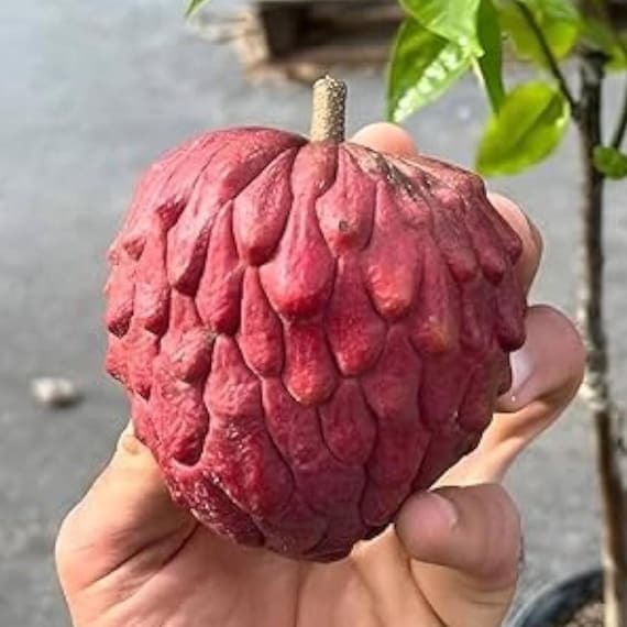 Red Sugar Apple Seeds Rare Tropical Fruit Seeds