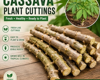 Estacas de mandioca frescas para plantio.