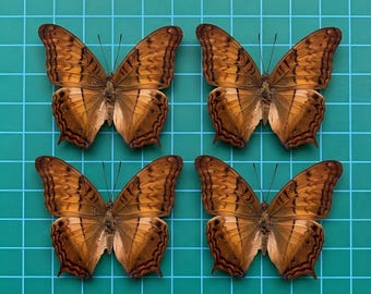 De 1 a 100 ejemplares de mariposa Vindula erota / Colección de insectos a granel para manualidades, decoración del hogar, exhibición de curiosidades y arte de historia natural.