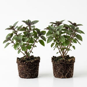 May include: Two small basil plants in soil, ready for planting. The plants have green leaves with purple tips and stems. The roots are visible, and the plants are in small pots. The background is white.