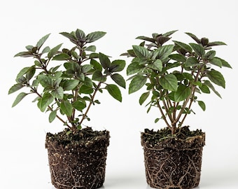 2 African Blue Basil Plants Ocimum Basilicum Well Rooted, Sweet Basil Herb Plant 4-6"Tall, No Pot