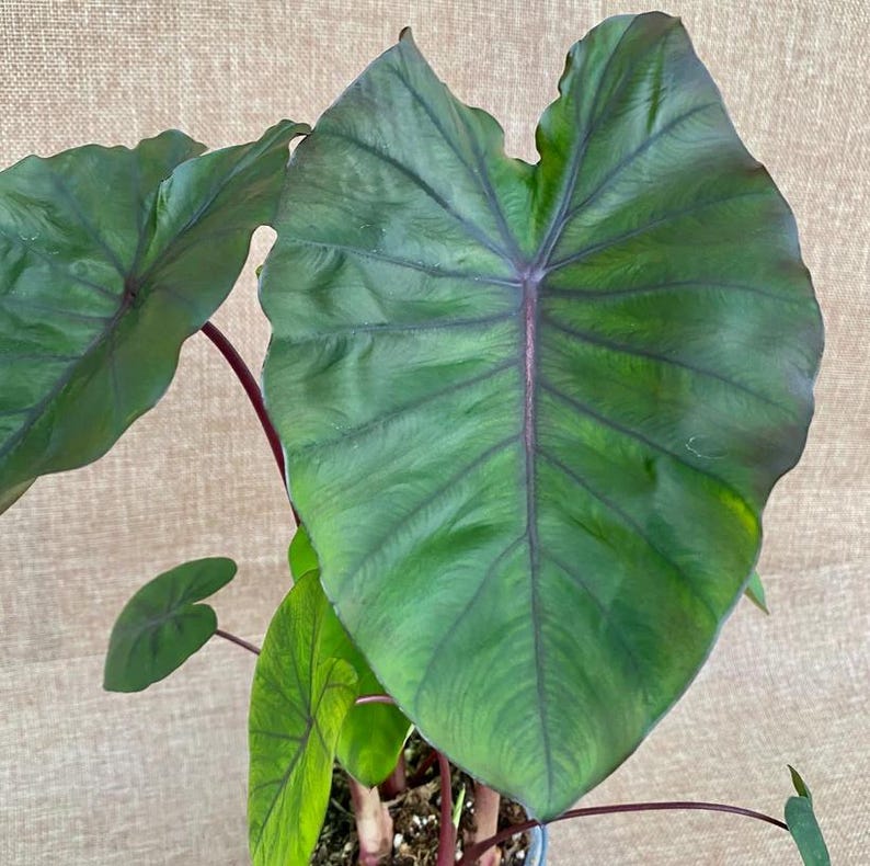 Redemption Colocasia Live Plant Vibrant Colorful Black Pink Elephant Ear Plant Rare Taro Well Rooted, 5-7"Tall,No Pot bild 5