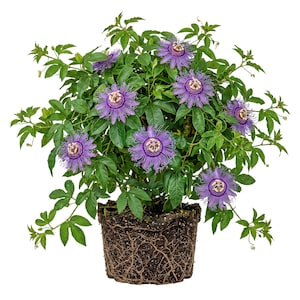 May include: A potted passionflower plant with vibrant purple and white flowers. The plant has green leaves and is in a brown pot with visible roots. The flowers have intricate, fringed petals and a central crown.