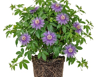 Maypop Passiflora Incarnata Live Plant, Purple Passionflower Vines Passion Flower Plants 5-7"Tall, No Pot