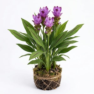 Purple Ginger Plant - Etsy