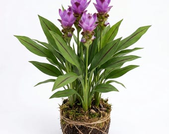 Curcuma Siam Skyline Ornamental Ginger Plant, Purple Blossoms Tulip Ginger Plants 5-7"Tall, No Pot