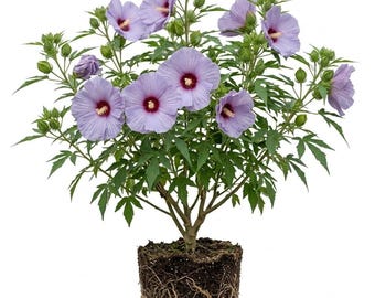 Può includere: Una pianta di ibisco in vaso con fiori color blu lavanda chiaro e centri rosso scuro. La pianta presenta foglie verdi seghettate e numerosi boccioli chiusi. Il pane di terra è esposto, mostrando terriccio scuro e una fitta rete di radici.