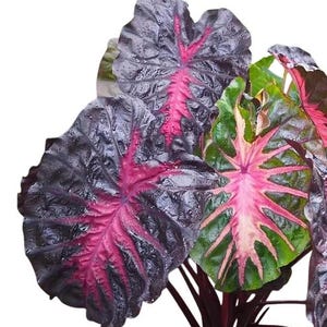 Redemption Colocasia Live Plant Vibrant Colorful Black Pink Elephant Ear Plant Rare Taro Well Rooted, 5-7"Tall,No Pot bild 6