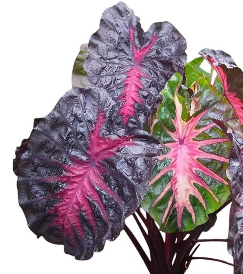 Redemption Colocasia Live Plant Vibrant Colorful Black Pink Elephant Ear Plant Rare Taro Well Rooted, 5-7"Tall,No Pot bild 6