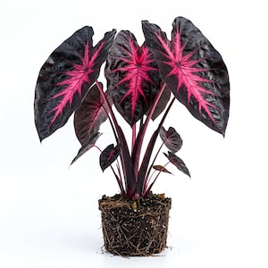 Redemption Colocasia Live Plant Vibrant Colorful Black Pink Elephant Ear Plant Rare Taro Well Rooted, 5-7"Tall,No Pot bild 1