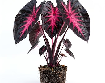 Redemption Colocasia Live Plant Vibrant Colorful Black Pink Elephant Ear Plant Rare Taro Well Rooted, 5-7"Tall,No Pot