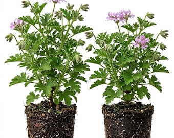 2 Live Citronella Geranium Plants, Pelargonium Citrosum Mosquito Plants 5-7"Tall, No Pot