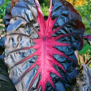 Redemption Colocasia Live Plant Vibrant Colorful Black Pink Elephant Ear Plant Rare Taro Well Rooted, 5-7"Tall,No Pot bild 7