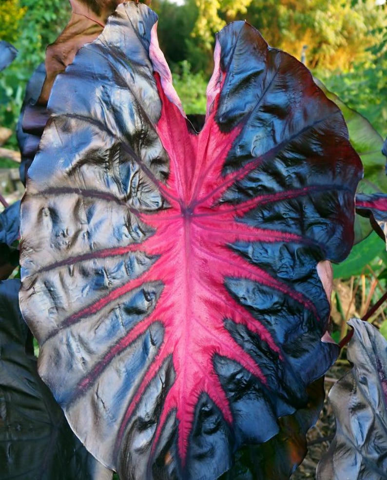 Redemption Colocasia Live Plant Vibrant Colorful Black Pink Elephant Ear Plant Rare Taro Well Rooted, 5-7"Tall,No Pot bild 7