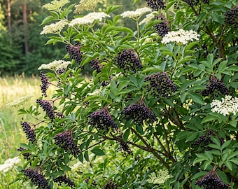Black Elderberry Plant Sambucus Elderberry Shurb, American Elder Berry Bush White Flowers, 5-7"Tall, No Pot
