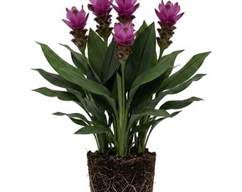 Curcuma Siam Shadow Ornamental Ginger Plant, Fuschia Blossoms Tulip Ginger Plants 5-7"Tall, No Pot