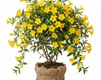 Carolina Jessamine Plants Yellow Jasmine Plant, Gelsemium Sempervirens Evening Trumpetflower Well Root, 5-7"Tall, No Pot