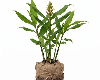 Ginger Plant Zingiber Officinale Indoor Plants Common Ginger Plant 5-7"Tall, No Pot