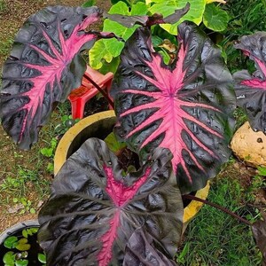 Redemption Colocasia Live Plant Vibrant Colorful Black Pink Elephant Ear Plant Rare Taro Well Rooted, 5-7"Tall,No Pot bild 4