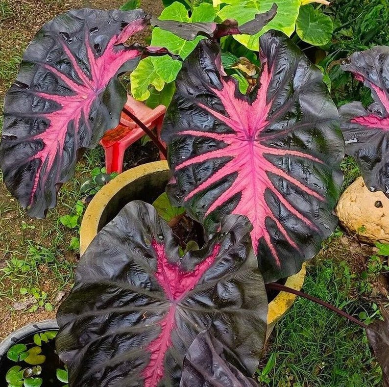Redemption Colocasia Live Plant Vibrant Colorful Black Pink Elephant Ear Plant Rare Taro Well Rooted, 5-7"Tall,No Pot bild 4