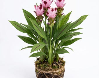 Curcuma Siam Swing Ornamental Ginger Plant, Soft Pink Blossoms Tulip Ginger Plants 5-7"Tall, No Pot
