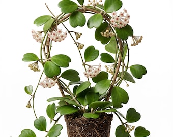 Hoya Kerrii Plant Sweetheart Lucky Heart Succulents Sweet Heart Houseplant Wax Flower Vine, 1 Leaf 4-6"Tall, No Pot