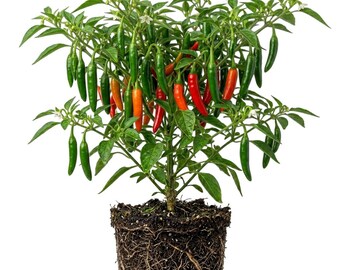 Set 2 Red Serrano Pepper Plants Live Chili Hot Peppers Plant 5-7"Tall, No Pot