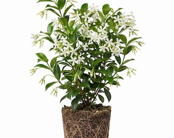 Green Confederate Star Jasmine Live Plant White Jasmine Vine,Trachelospermum Jasminoides Well Root, 5-7"Tall, No Pot