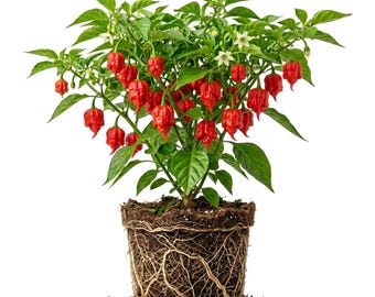Set 2 Carolina Reaper Pepper Plants Live World Hottest Chili Hot Peppers Plant 5-7"Tall, No Pot