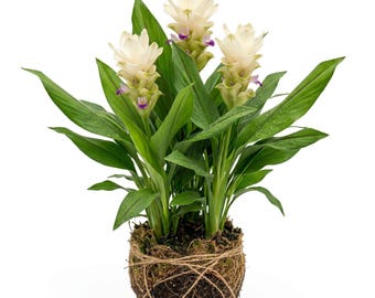 Curcuma Siam Sisto Ornamental Ginger Plant, White Blossoms Tulip Ginger Plants 5-7"Tall, No Pot