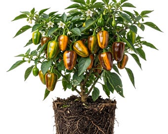 Set 2 Candy Cane Chocolate Cherry Pepper Plants Live Sweet Bell Pepper Plant Variegated Foliage and Fruit, 5-7"Tall, No Pot