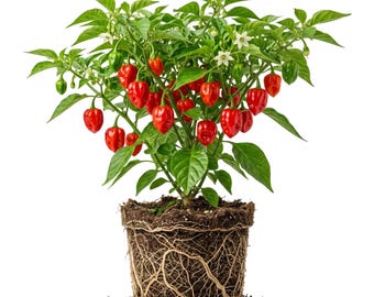 Set 2 Red Habanero Pepper Plants Live Chili Hot Peppers Plant 5-7"Tall, No Pot