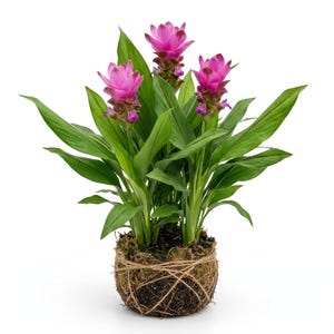 Deep Planting Pots - Etsy