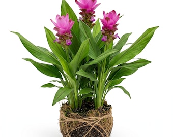 Curcuma Siam Splash Ornamental Ginger Plant, Deep Pink Blossoms Tulip Ginger Plants 5-7"Tall, No Pot