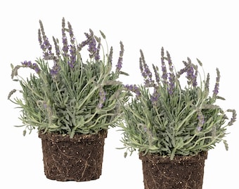 2 Goodwin Creek Lavender Plants Grey Lavender Seedlings, Fragrant Lavandula Ginginsii Plant, 4-6"Tall, No Pot